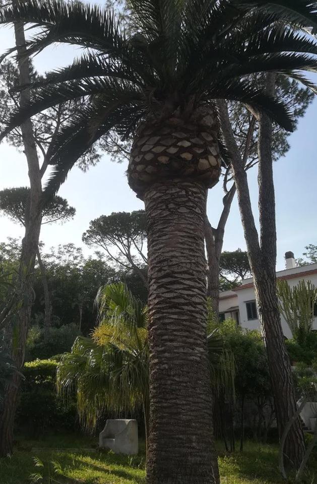 Villa Iscla Maison D'Hotes Ischia Ngoại thất bức ảnh